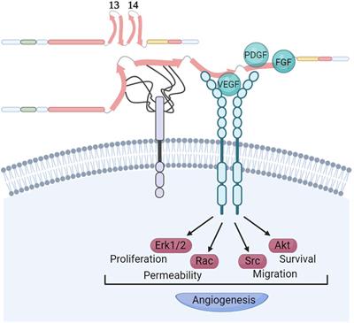 Shaping Oncogenic Microenvironments: Contribution of Fibronectin